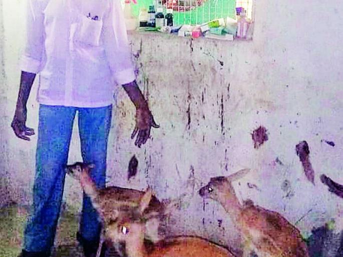 Cooler for the injured wild animals | जखमी वन्यप्राण्यांसाठी लावले कुलर Cooler for the injured wild animals | जखमी वन्यप्राण्यांसाठी लावले कुलर