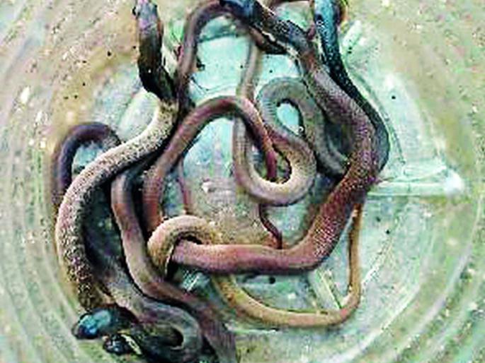 On one day, seven cobra's 'rescue' | एकाच दिवशी सात कोब्राचे ‘रेस्क्यू’