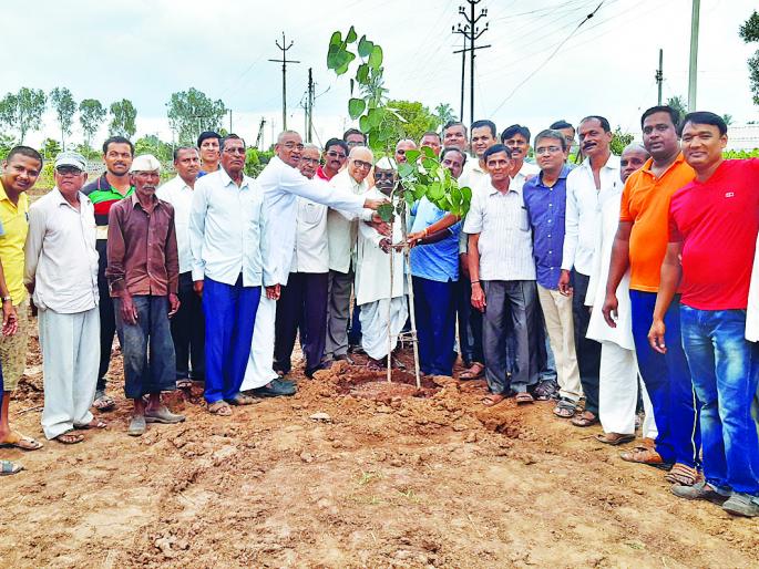 Tree plantation removed from the cemetery | स्मशानातील थडगी काढून केले वृक्षारोपण Tree plantation removed from the cemetery | स्मशानातील थडगी काढून केले वृक्षारोपण