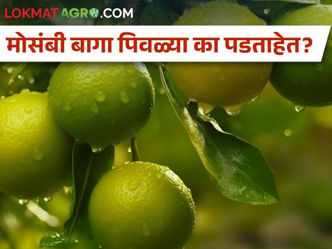 What exactly causes mesambi gardens to turn yellow? Find out... | माेसंबीच्या बागा नेमक्या कशामुळे पिवळ्या पडताहेत? जाणून घ्या... What exactly causes mesambi gardens to turn yellow? Find out... | माेसंबीच्या बागा नेमक्या कशामुळे पिवळ्या पडताहेत? जाणून घ्या...