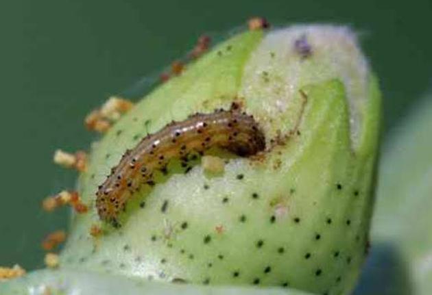 Bondal crisis again on cotton in Beed district | बीड जिल्ह्यात कापसावर पुन्हा बोंडअळीचे संकट Bondal crisis again on cotton in Beed district | बीड जिल्ह्यात कापसावर पुन्हा बोंडअळीचे संकट