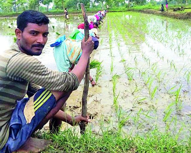 In the last phase of the ropes in Palandur area | पालांदूर परिसरात रोवणी अंतिम टप्प्यात