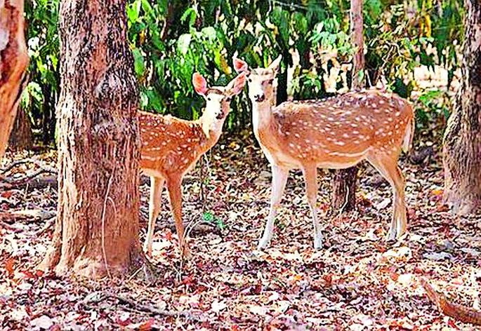 Wildlife threat to wildlife | पाणवठ्यांवर वन्यप्राण्यांच्या जीविताला धोका
