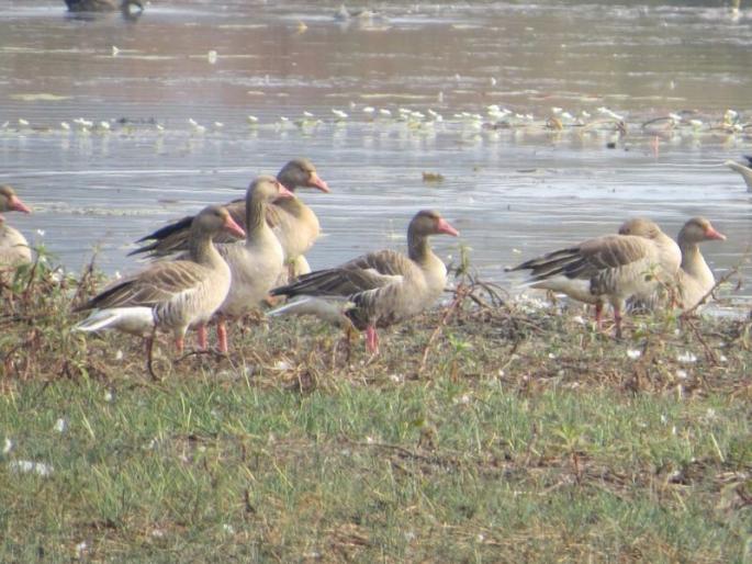 Arrival of Exotic Birds in Bhandara District | भंडारा जिल्ह्यात विदेशी पक्ष्यांचे आगमन Arrival of Exotic Birds in Bhandara District | भंडारा जिल्ह्यात विदेशी पक्ष्यांचे आगमन