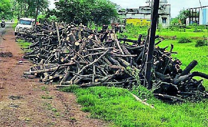 There will be a slaughter of 397 trees | ३९७ वृक्षांची होणार कत्तल There will be a slaughter of 397 trees | ३९७ वृक्षांची होणार कत्तल