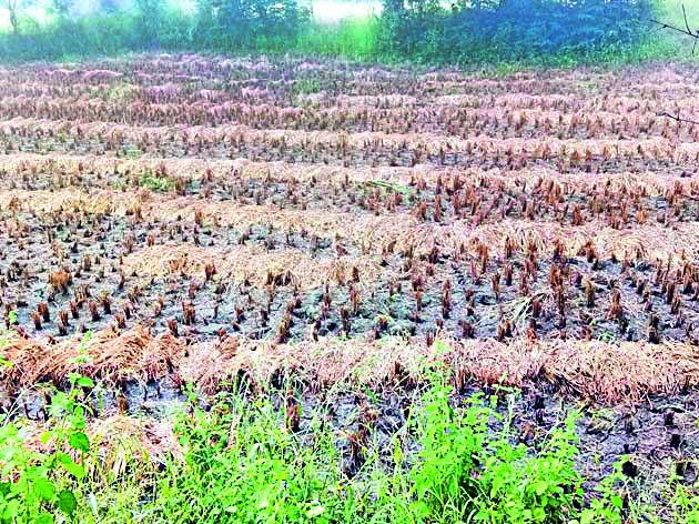 The bud sprouted to wet crab | ओल्या कडपांना अंकुर फुटले