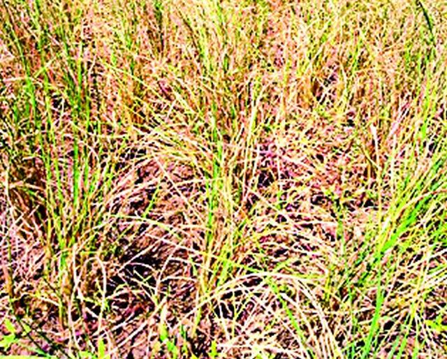 Due to inadequate rainfall, drought hit | अपुऱ्या पावसाने दुष्काळाचा चटका Due to inadequate rainfall, drought hit | अपुऱ्या पावसाने दुष्काळाचा चटका