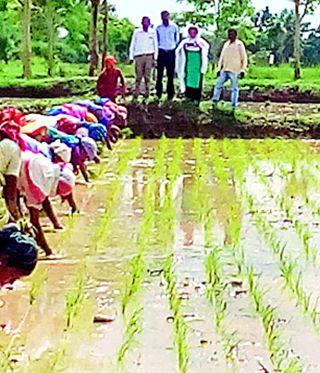 Kharifa peak yield 21 percent | खरिपाची पीकपेरणी २१ टक्के