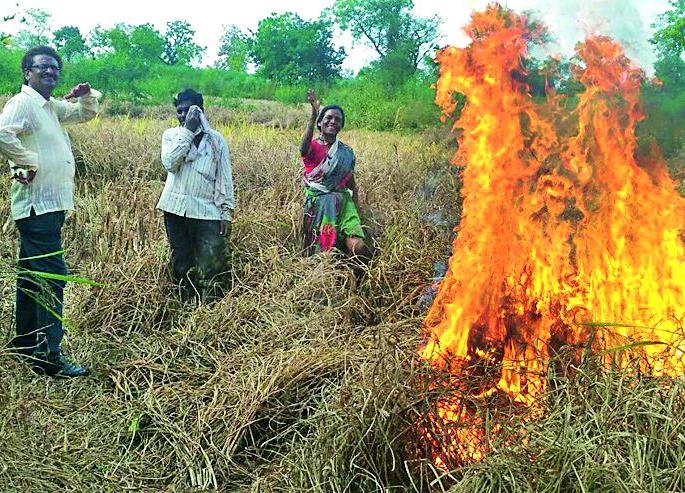 Burns of paddy | धानपीक जाळले Burns of paddy | धानपीक जाळले