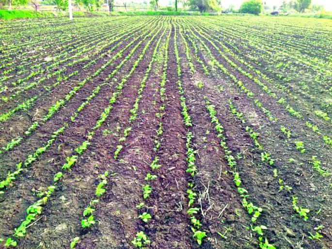 69.84 per cent sowing in Buldana district | बुलडाणा जिल्ह्यात ६९.८४ टक्के पेरणी 69.84 per cent sowing in Buldana district | बुलडाणा जिल्ह्यात ६९.८४ टक्के पेरणी
