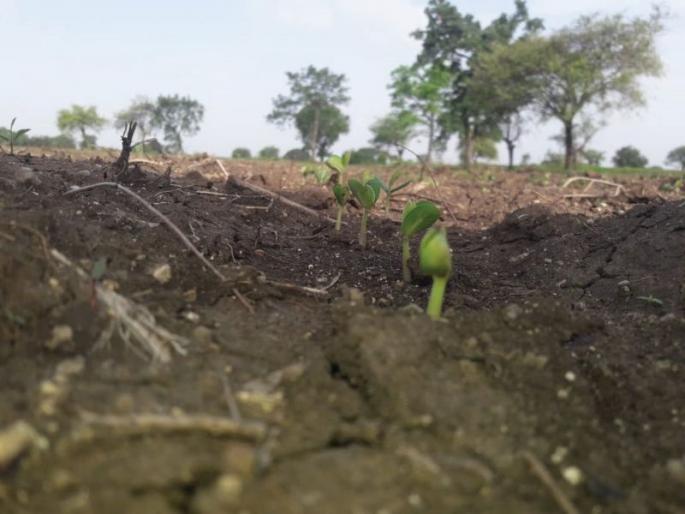 The weather department's forecast was wrong again, sowing stalled | हवामान खात्याचा अंदाज पुन्हा चुकला, पेरण्या रखडल्या The weather department's forecast was wrong again, sowing stalled | हवामान खात्याचा अंदाज पुन्हा चुकला, पेरण्या रखडल्या