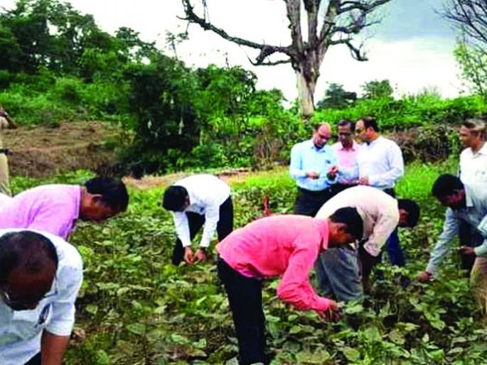 381 Gramsevaks of Buldana district refuse to participate in harvest crop! | बुलडाणा जिल्ह्यातील ६८१ ग्रामसेवकांचा पीक कापणी प्रयोगाला नकार! 381 Gramsevaks of Buldana district refuse to participate in harvest crop! | बुलडाणा जिल्ह्यातील ६८१ ग्रामसेवकांचा पीक कापणी प्रयोगाला नकार!