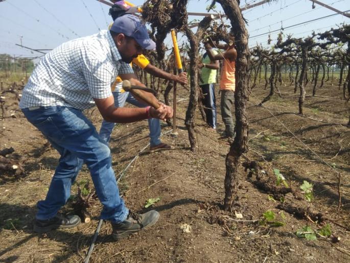 The farmer of Brahmangaon broke the vineyard | ब्राह्मणगावच्या शेतकऱ्याने तोडली द्राक्षबाग The farmer of Brahmangaon broke the vineyard | ब्राह्मणगावच्या शेतकऱ्याने तोडली द्राक्षबाग