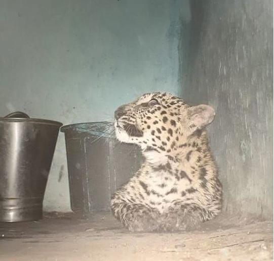 Leopard entered in home ; Events in Gondia district | बिबट्याने मांडले घरात ठाण; गोंदिया जिल्ह्यातील घटना Leopard entered in home ; Events in Gondia district | बिबट्याने मांडले घरात ठाण; गोंदिया जिल्ह्यातील घटना