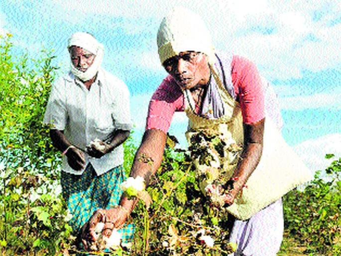 Due to 36 thousand cotton growers in the district | जिल्ह्यातील ३६ हजार कापूस उत्पादकांना दिलासा Due to 36 thousand cotton growers in the district | जिल्ह्यातील ३६ हजार कापूस उत्पादकांना दिलासा