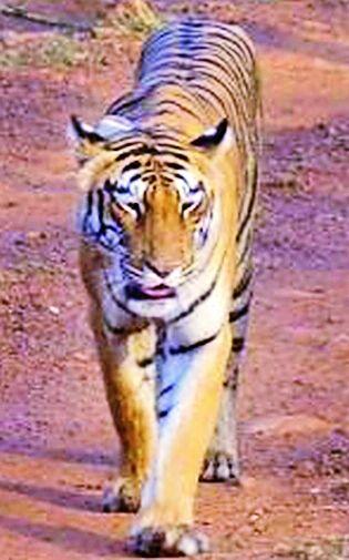 Leader of the Tigers lives in the hill station | डोंगरहळदी शिवारात पट्टेदार वाघाचे वास्तव्य