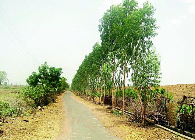 Nilgiri culture by the Shinshivasans | शिवणीवासीयांकडून निलगिरी संवर्धन