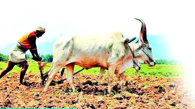 53 thousand 709 farmers are debt free | 53 हजार 709 शेतकरी कर्जमुक्त 53 thousand 709 farmers are debt free | 53 हजार 709 शेतकरी कर्जमुक्त