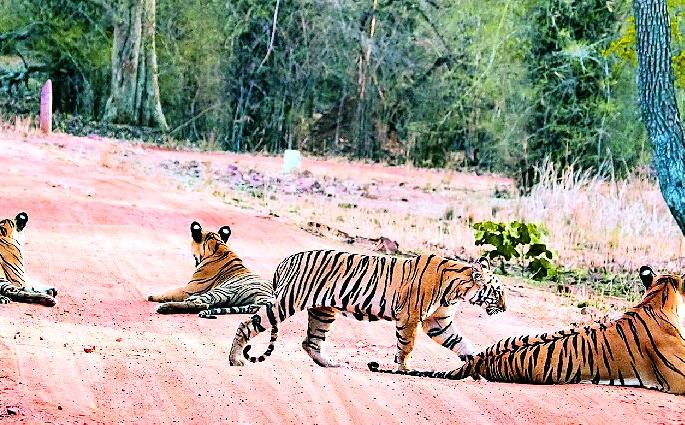 Visitors will be at the forefront of the night for 92 days | ९२ दिवसांसाठी माया होणार पर्यटकांच्या नजरेआड