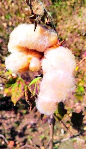Colorful cotton in Warora taluka | वरोरा तालुक्यात रंगीत कापूस Colorful cotton in Warora taluka | वरोरा तालुक्यात रंगीत कापूस