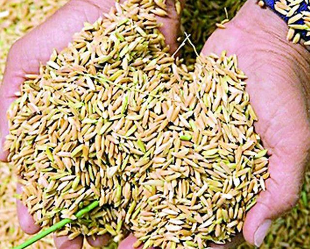 68 thousand quintals of seed will be required for Kharif | खरिपासाठी लागणार ६८ हजार क्विंटल बियाणे 68 thousand quintals of seed will be required for Kharif | खरिपासाठी लागणार ६८ हजार क्विंटल बियाणे