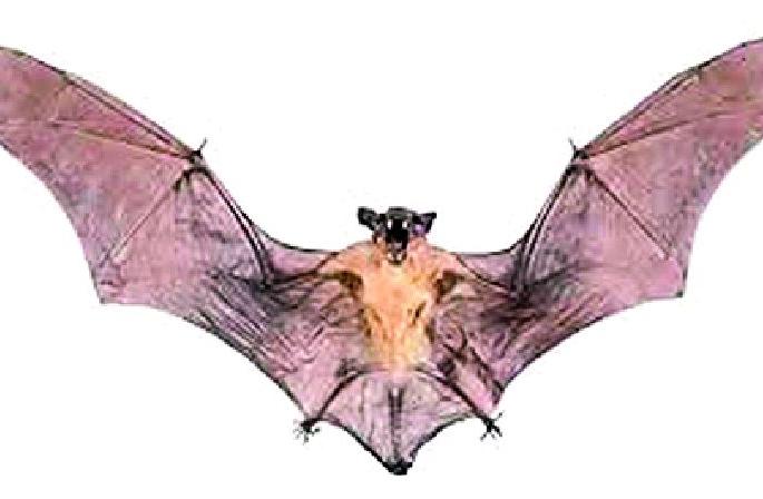 Outbreaks appear to be exacerbated during this time | साथीच्या आजारांचे खापर वटवाघुळांवर फोडणे धोकादायक Outbreaks appear to be exacerbated during this time | साथीच्या आजारांचे खापर वटवाघुळांवर फोडणे धोकादायक