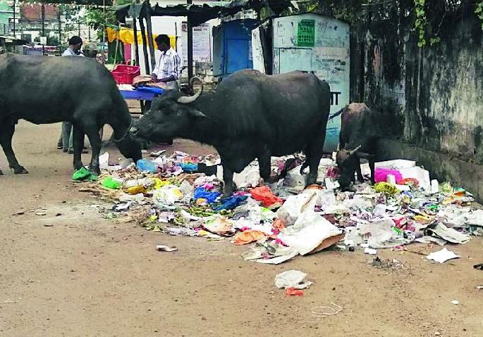 Garbage on the road even when there are boxes | पेट्या असतानाही कचरा रस्त्यावर Garbage on the road even when there are boxes | पेट्या असतानाही कचरा रस्त्यावर