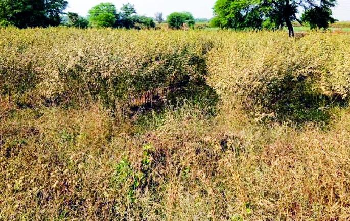 Deficiency of crops, respiratory illness also increased | पिके उद्ध्वस, श्वसनाचे आजारही वाढले