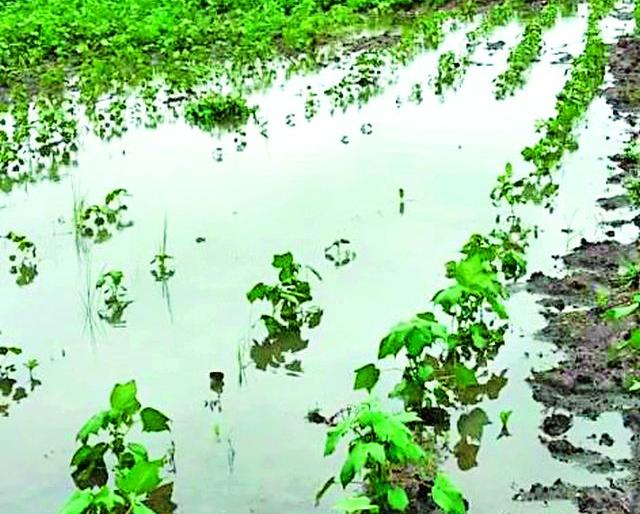 Farmers should take advantage of crop insurance | शेतकऱ्यांनी पीक विम्याचा लाभ घ्यावा