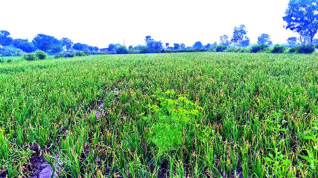 Smoke grapes, hit crops | धुक्याचा द्राक्षबागा, पिकांना फटका