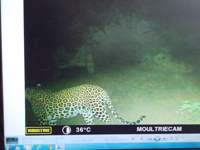 Capture of a leopard camera at Sukawad | सुकवद येथे बिबट्या कॅमेºयात कैद Capture of a leopard camera at Sukawad | सुकवद येथे बिबट्या कॅमेºयात कैद