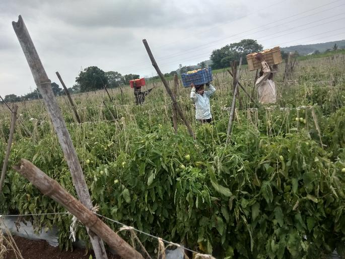 Hope of Rabi season for farmers from Nashik East region | नाशिक पूर्व भागातील शेतकऱ्यांना रब्बी हंगामाची आशा