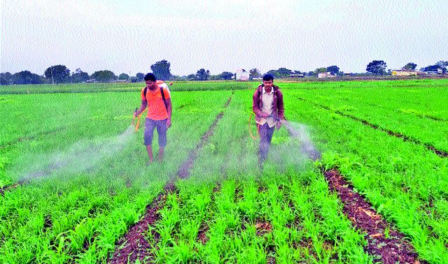 Sacrificed to the king | बळीराजा हवालदिल