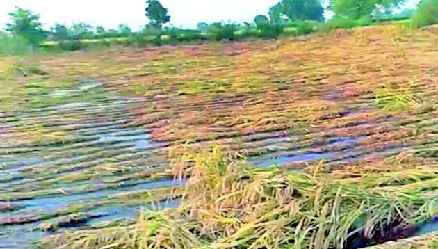 Rain paddy pestle | पावसाने धानपीक कुजले Rain paddy pestle | पावसाने धानपीक कुजले