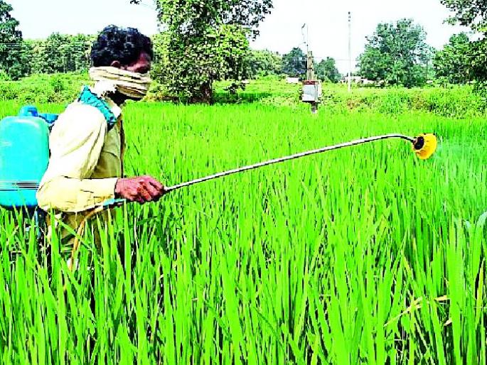 Inflammation on the chest | धानावर खोडकिड्याचा प्रादुर्भाव Inflammation on the chest | धानावर खोडकिड्याचा प्रादुर्भाव