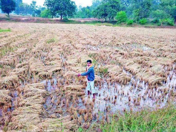 Untimely rains hit harvested grain | अवकाळी पावसाचा कापणी झालेल्या धानाला फटका Untimely rains hit harvested grain | अवकाळी पावसाचा कापणी झालेल्या धानाला फटका
