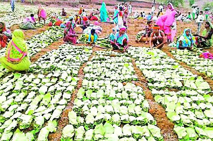 Forest department is preferred only for the collection of tendu | तेंदू संकलनासाठी पुन्हा वन विभागालाच पसंती