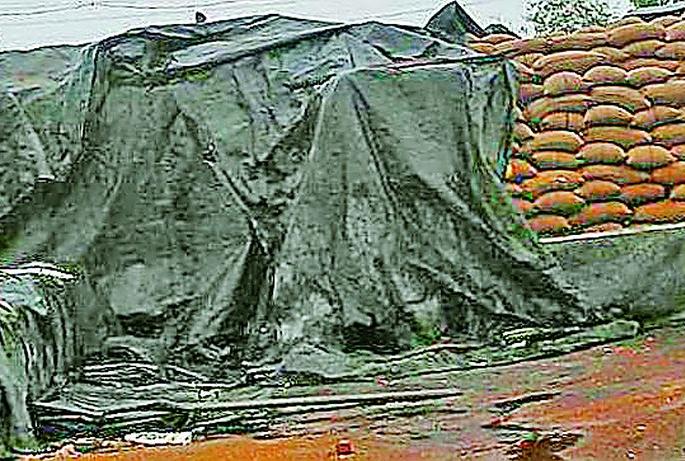 In the open of the paddy | धान उघड्यावरच