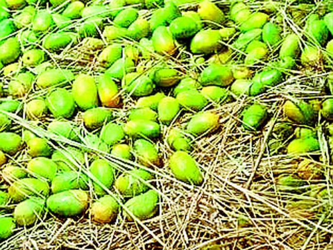 In the market, only a handful of hybrid mangoes have disappeared | बाजारपेठेत संकरित आंब्यांचाच बाेलबाला, गावठी झाले गायब In the market, only a handful of hybrid mangoes have disappeared | बाजारपेठेत संकरित आंब्यांचाच बाेलबाला, गावठी झाले गायब