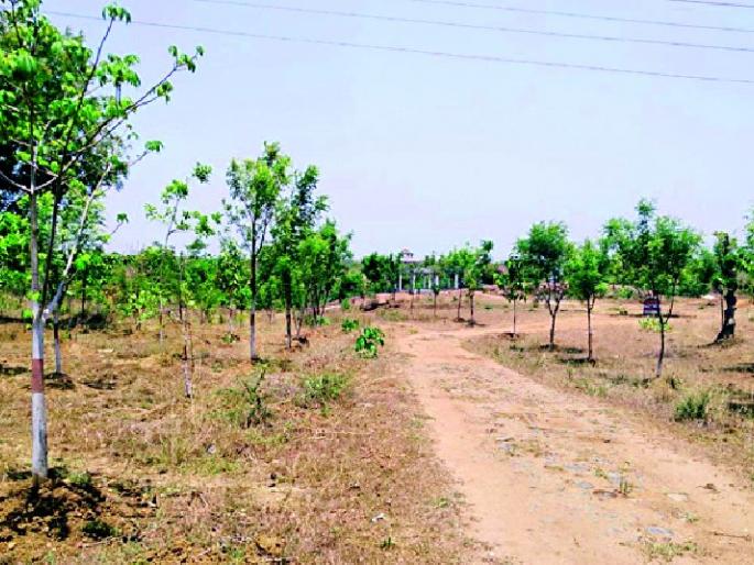 The forest grew out of the hard work of social forestry | सामाजिक वनीकरणच्या परिश्रमातून बहरली वनराई The forest grew out of the hard work of social forestry | सामाजिक वनीकरणच्या परिश्रमातून बहरली वनराई