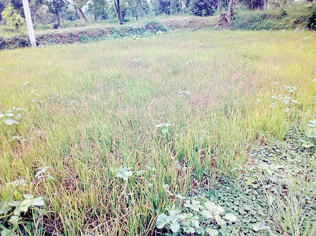 Declare drought in the taluka | तालुक्यात दुष्काळ घोषित करा Declare drought in the taluka | तालुक्यात दुष्काळ घोषित करा