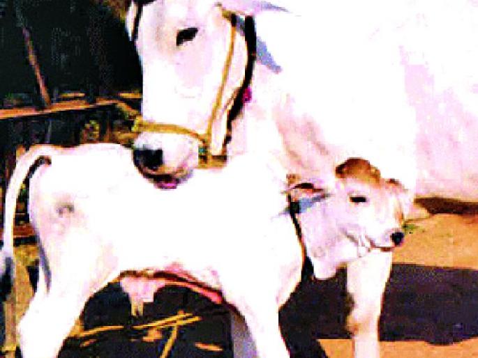 Artificial insemination of 37,000 animals per year | वर्षाकाठी ३७ हजार जनावरांचे कृत्रीम रेतन Artificial insemination of 37,000 animals per year | वर्षाकाठी ३७ हजार जनावरांचे कृत्रीम रेतन