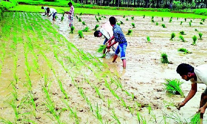 In the district only 21% can be planted | जिल्ह्यात केवळ २१ टक्केच रोवणी In the district only 21% can be planted | जिल्ह्यात केवळ २१ टक्केच रोवणी
