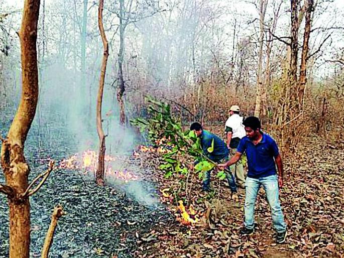 Thousands of hectares affected due to fire | आगीमुळे हजारो हेक्टर क्षेत्र प्रभावित Thousands of hectares affected due to fire | आगीमुळे हजारो हेक्टर क्षेत्र प्रभावित