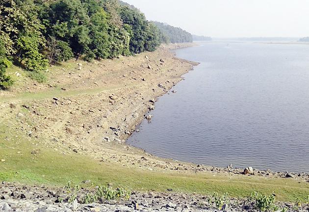 Dhanapeka threatens one lakh hectares | एक लाख हेक्टरमधील धानपिके धोक्यात