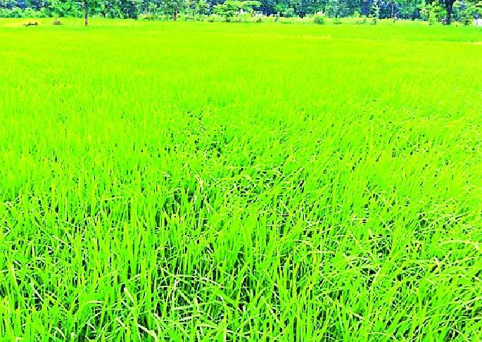 Sanjivani due to rain in crisis | संकटातील पिकांना पावसामुळे संजीवनी