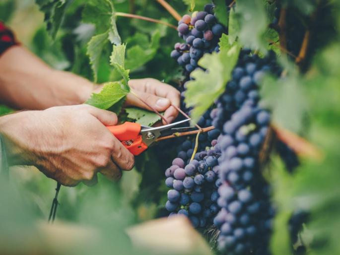 Police guard against selling counterfeit drugs? | बनावट औषधे विक्री करणाऱ्यांना पोलिसांचे अभय? Police guard against selling counterfeit drugs? | बनावट औषधे विक्री करणाऱ्यांना पोलिसांचे अभय?