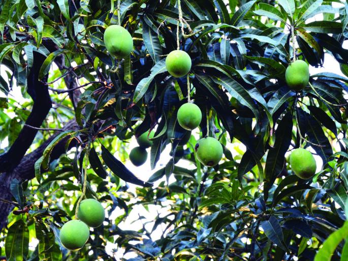 Due to climate change, the effects of threams, fruit swelling have also increased | हवामानातील बदलामुळे थ्रीप्सचा प्रादुर्भाव, फळगळही वाढली Due to climate change, the effects of threams, fruit swelling have also increased | हवामानातील बदलामुळे थ्रीप्सचा प्रादुर्भाव, फळगळही वाढली