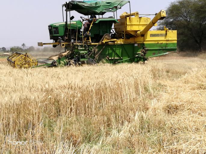  Harvesters prefer wheat harvesters | गहू काढणीस हार्वेस्टरलाच पसंती