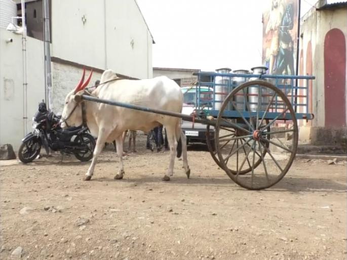 Gold is just transporting milk without the owner | मालकाविना एकटाच दूध वाहतूक करतोय सोन्या